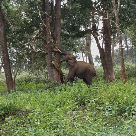 Kuruva Shoreline Wayanad Chegāt المظهر الخارجي الصورة