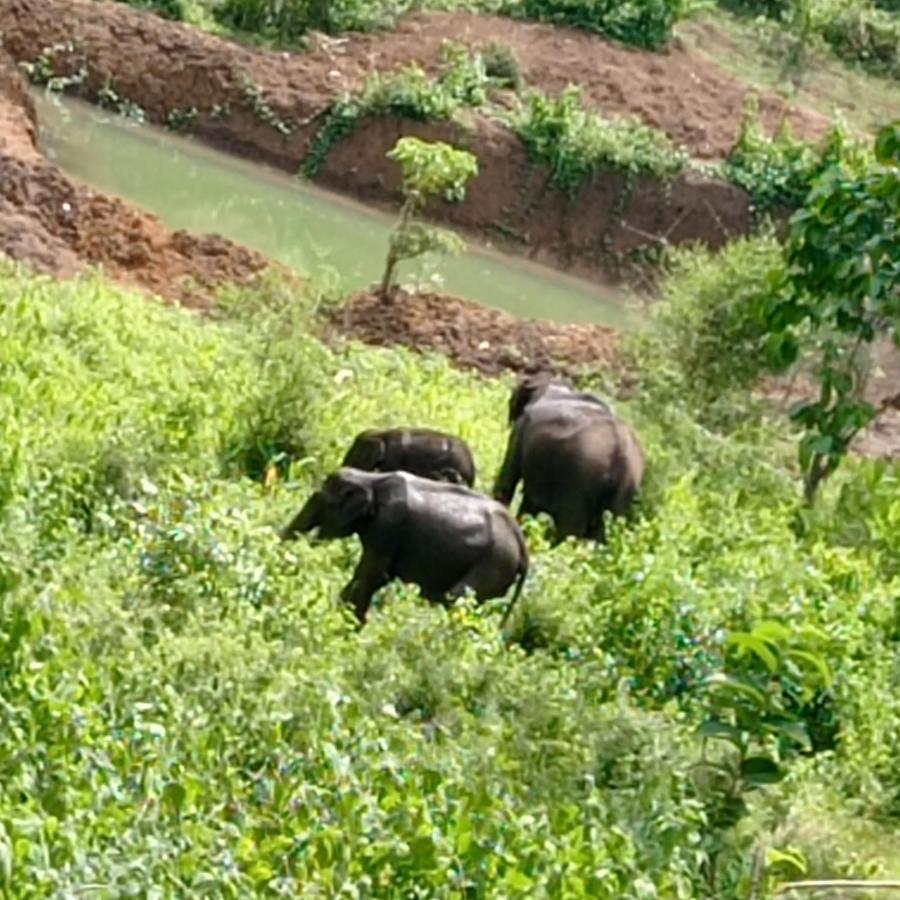Kuruva Shoreline Wayanad Chegāt المظهر الخارجي الصورة