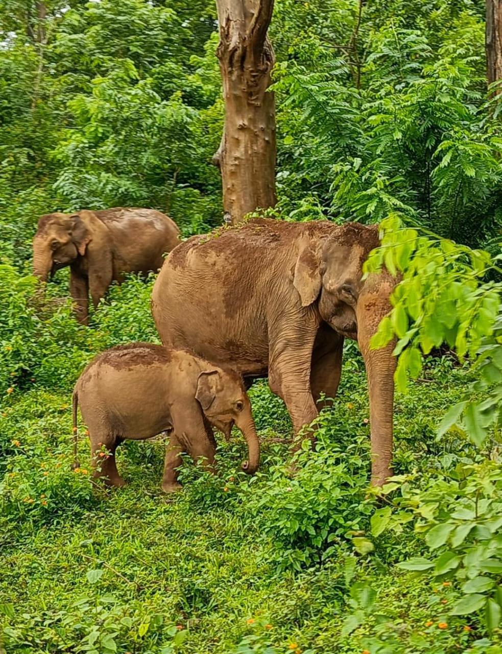Kuruva Shoreline Wayanad Chegāt المظهر الخارجي الصورة