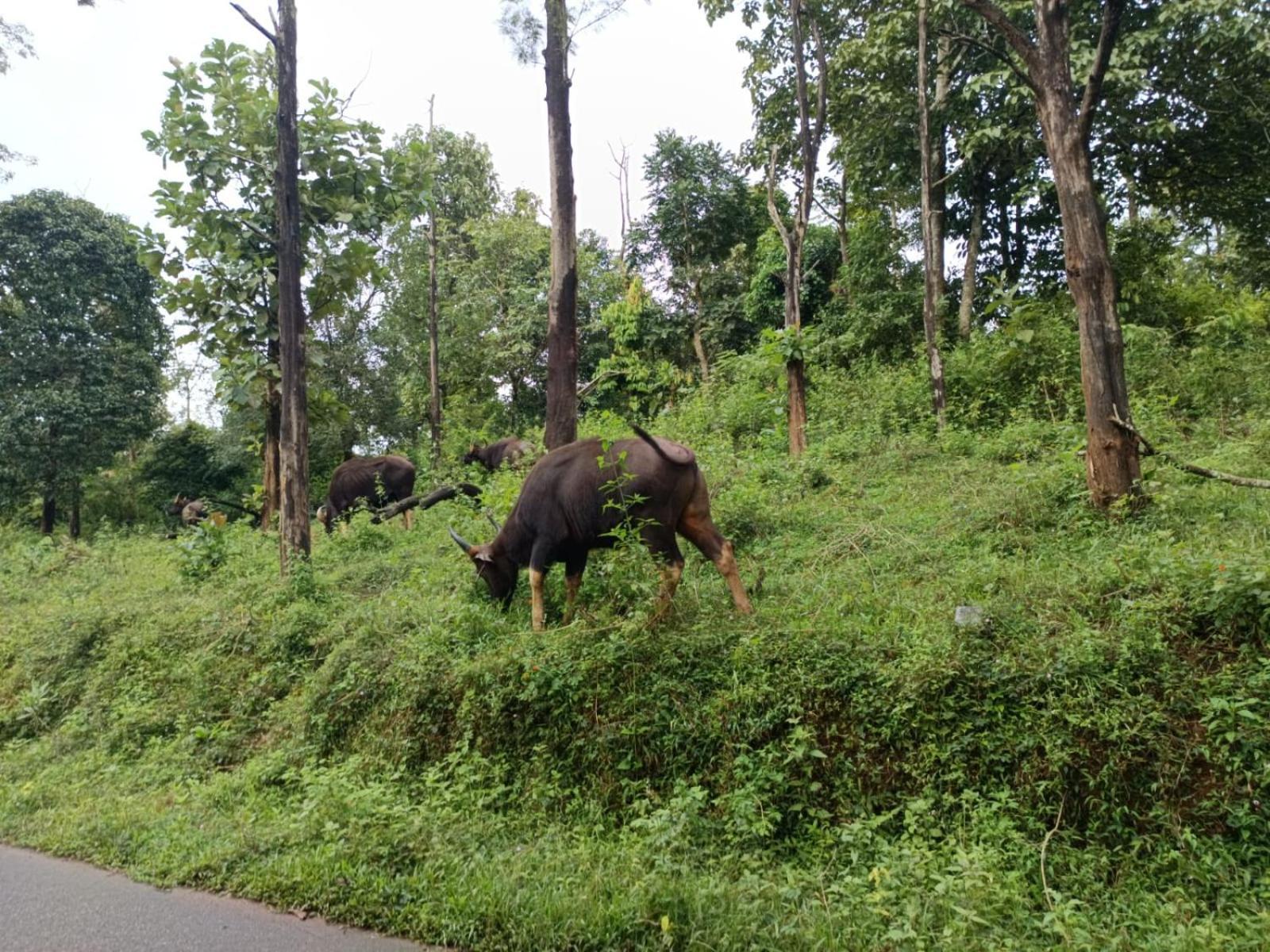 Kuruva Shoreline Wayanad Chegāt المظهر الخارجي الصورة