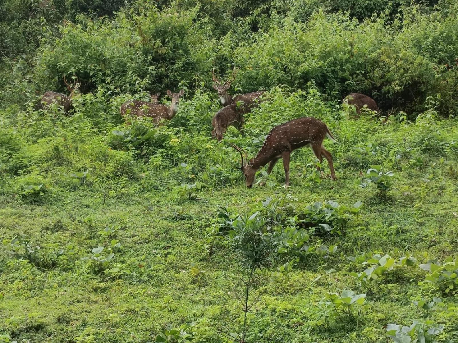 Kuruva Shoreline Wayanad Chegāt المظهر الخارجي الصورة