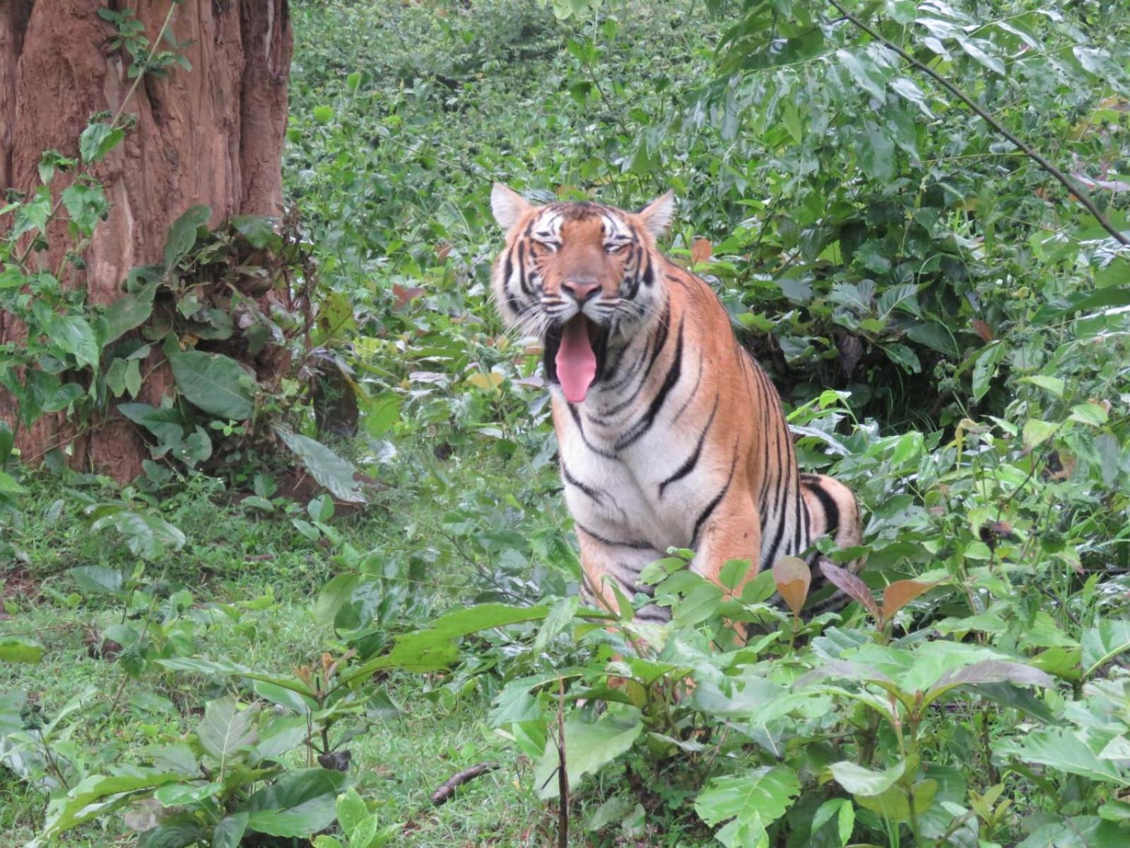 Kuruva Shoreline Wayanad Chegāt المظهر الخارجي الصورة