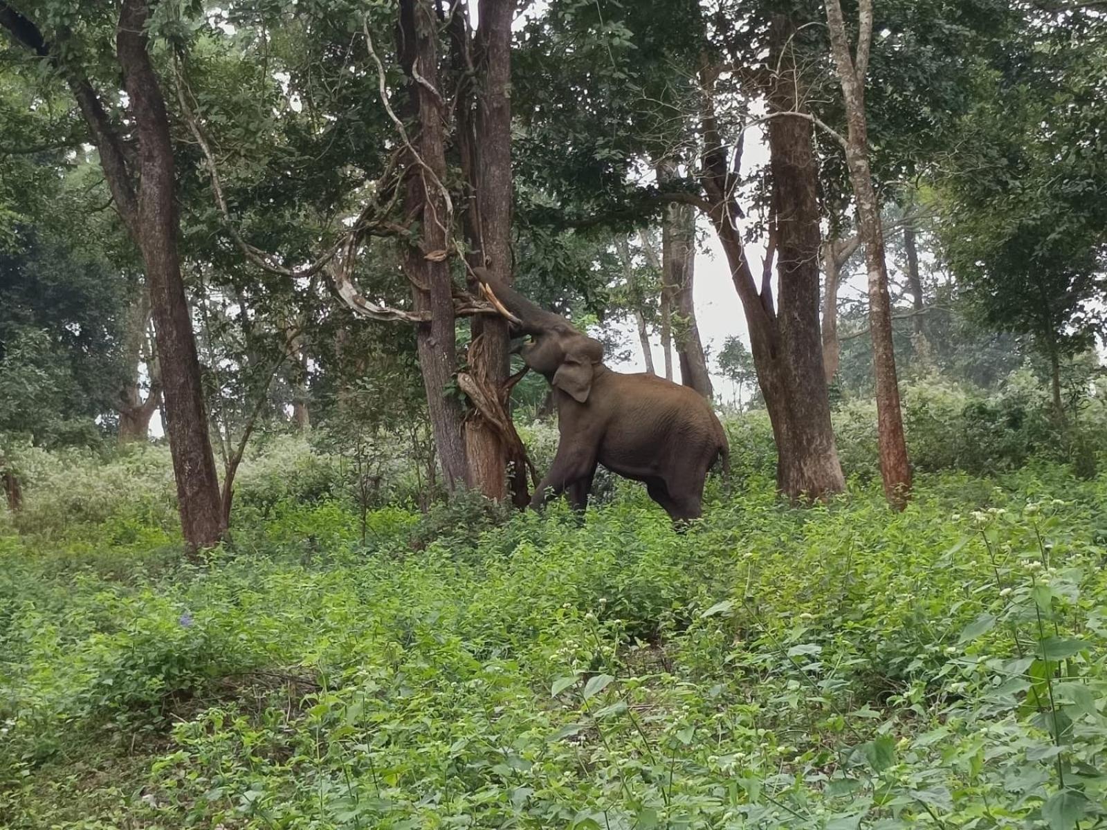 Kuruva Shoreline Wayanad Chegāt المظهر الخارجي الصورة