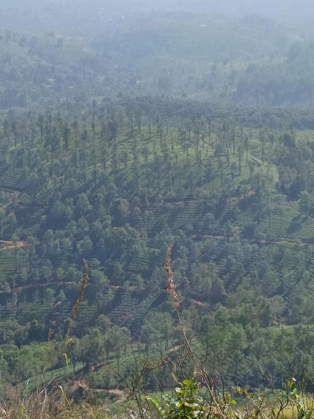 Kuruva Shoreline Wayanad Chegāt المظهر الخارجي الصورة